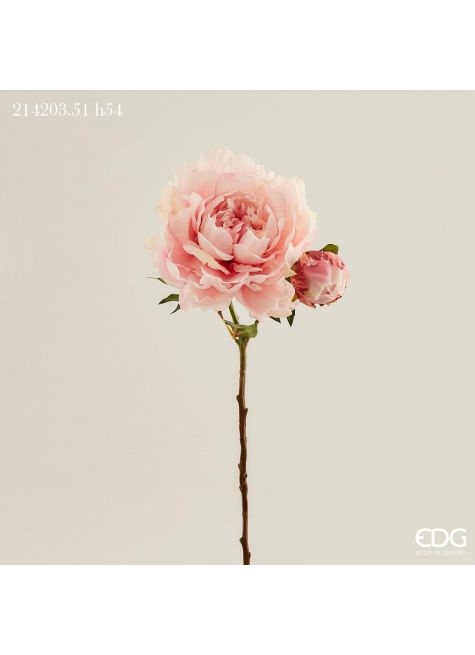 Пион с бутоном розовый Ramo