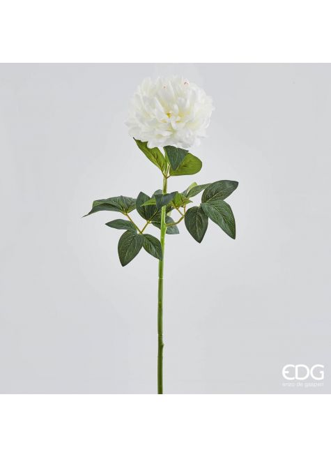 Пион белый Ramo