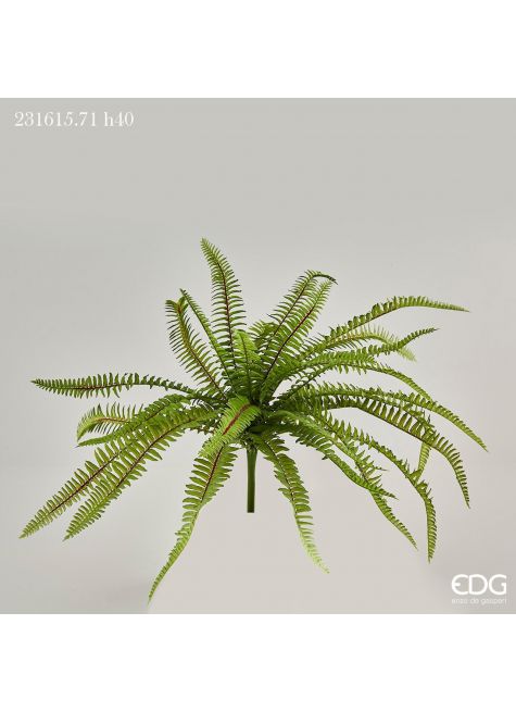 Папоротник