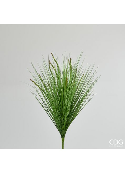 Фестука Sorghus