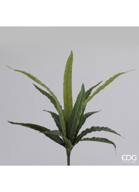 Аспелениум лист